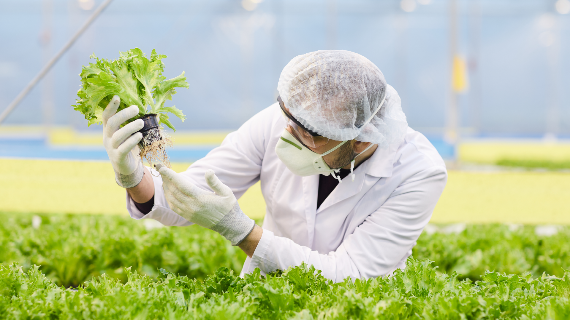 Costo del certificado GLOBALG.A.P. y factores que influyen en el proceso de certificación agrícola