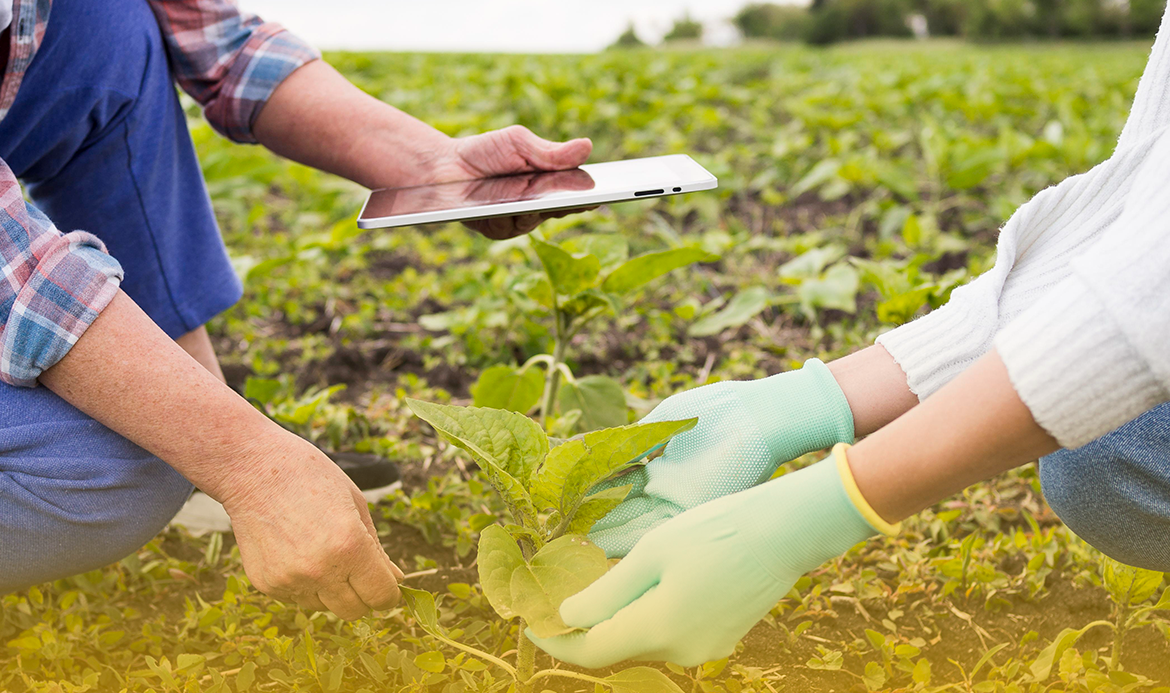 Cómo asegurar la calidad con la certificación HACCP en tu proceso productivo