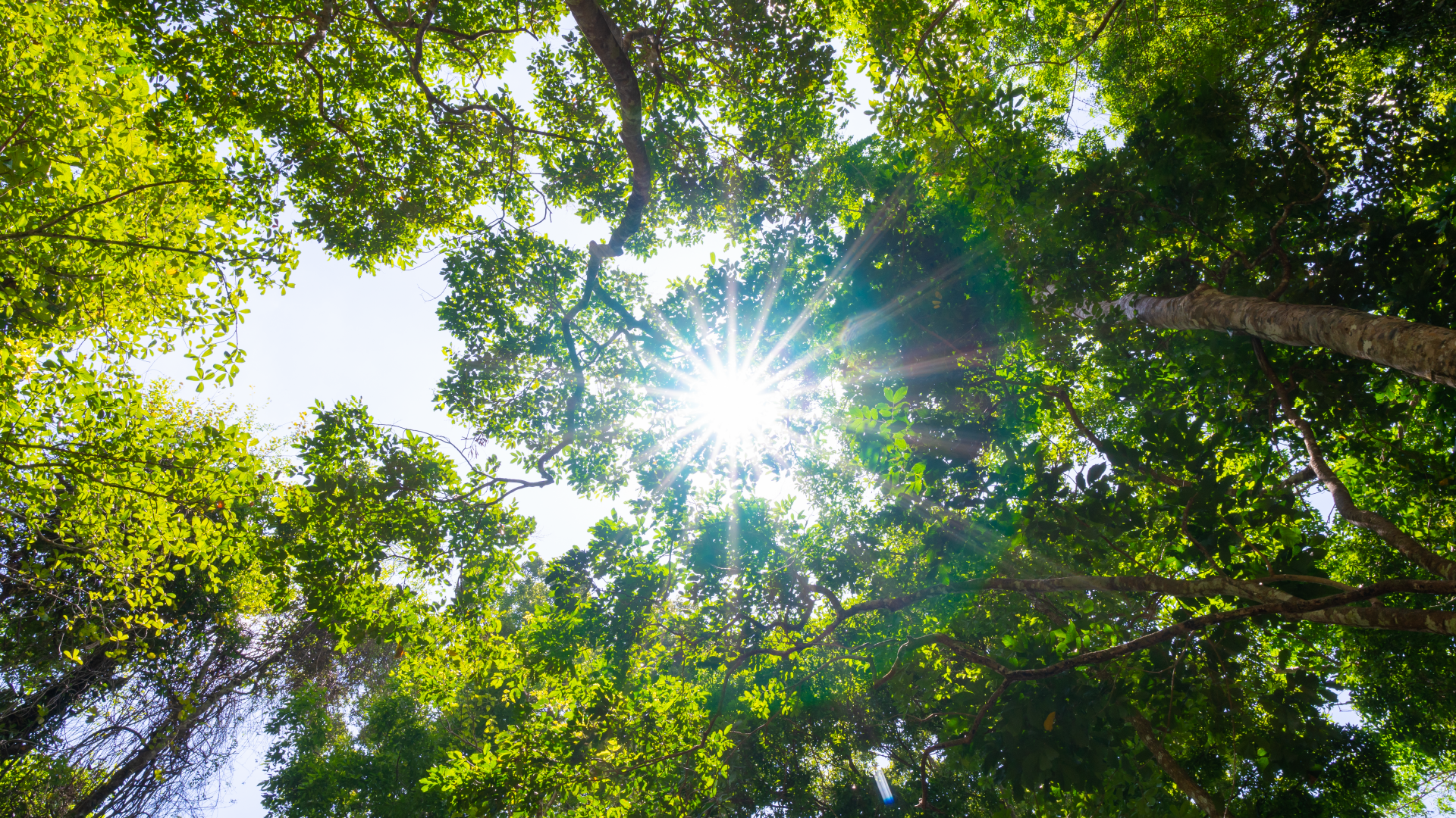 ISO 14001 vs otras normas ambientales: comparación de diferencias clave en gestión ambiental, sostenibilidad y cumplimiento empresarial.