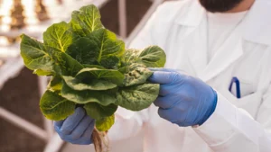 Certificación BRCGS en la agroindustria peruana como impulso para exportaciones, inocuidad alimentaria y acceso a mercados internacionales.