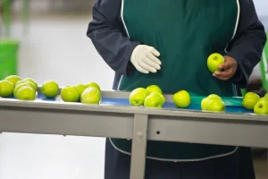 Trabajadora inspeccionando manzanas durante un proceso de control de calidad bajo los principios de ISO 22000 para MYPES.